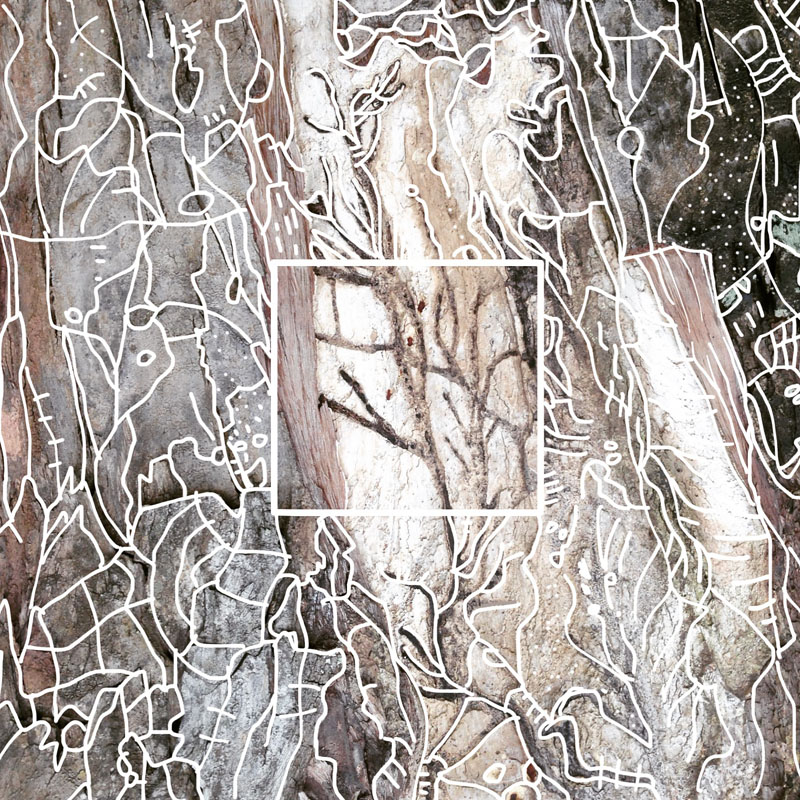 bark lines map marks