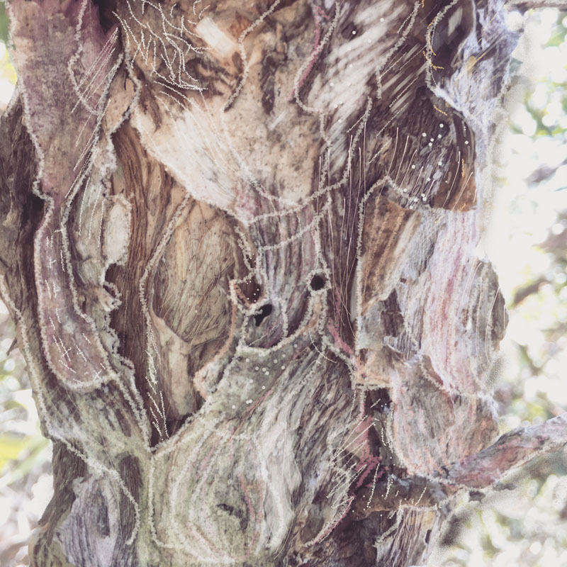Feather Bark Peel