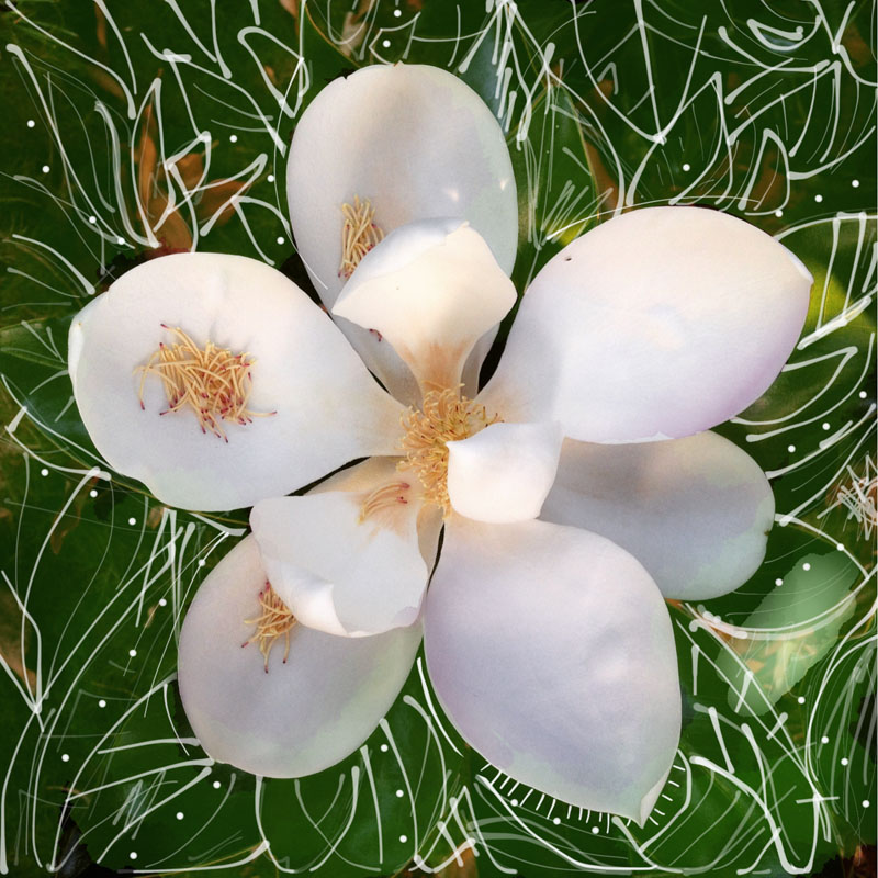 magnolia spring