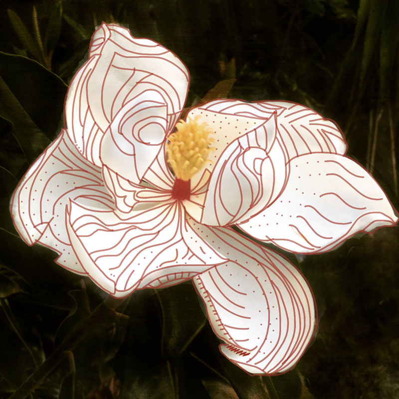 magnolia redlines
