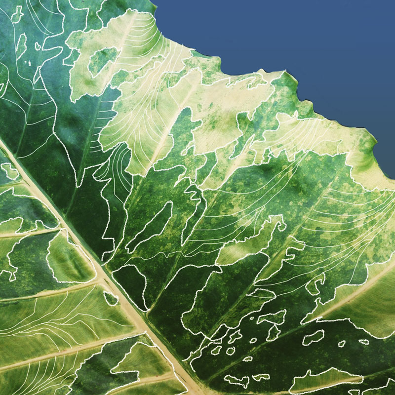 -leaf map