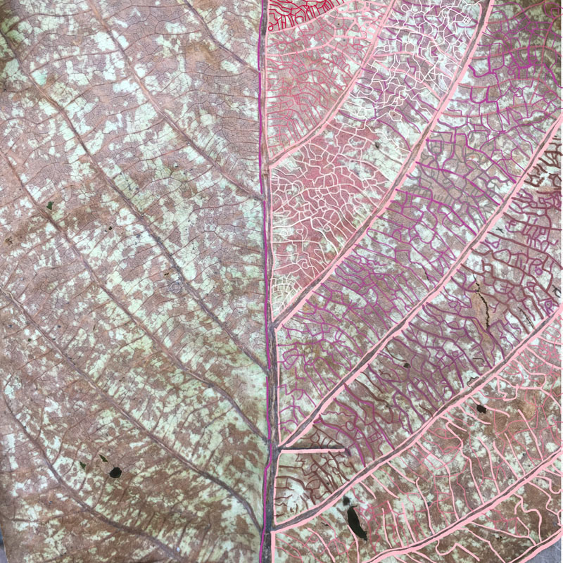 leaf lines veins