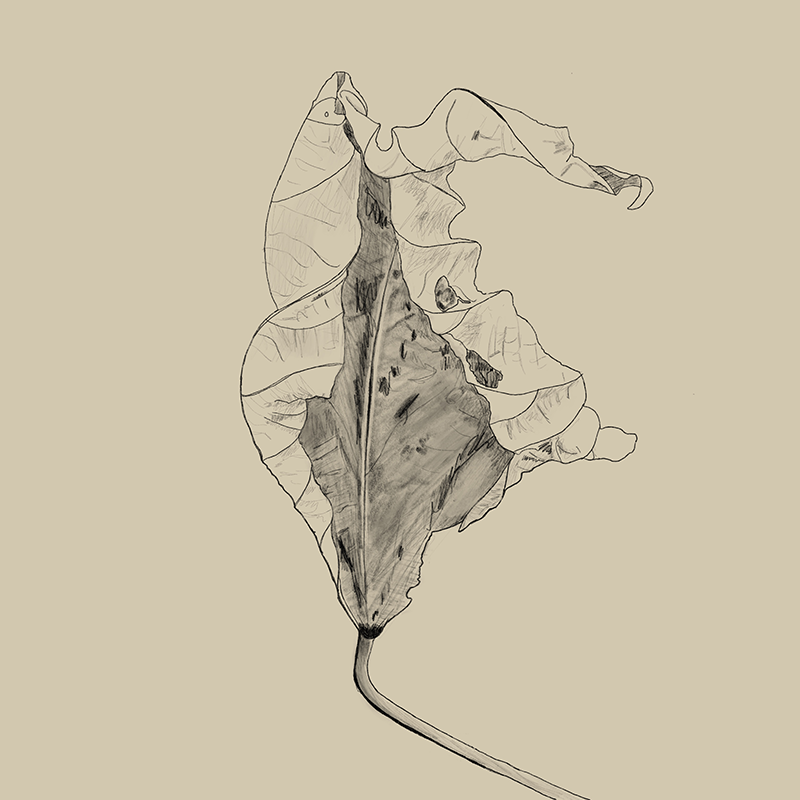 magnolia redlines